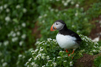 Oiseaux de mer<br>NIKON D4, 500 mm, 360 ISO,  1/1000 sec,  f : 5.6 